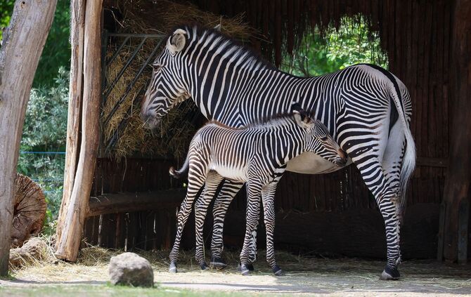 Debatte um getötetes Zebra im Leipziger Zoo