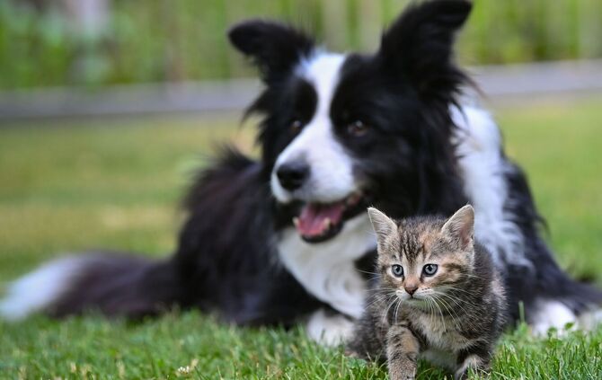 Hund und Katze