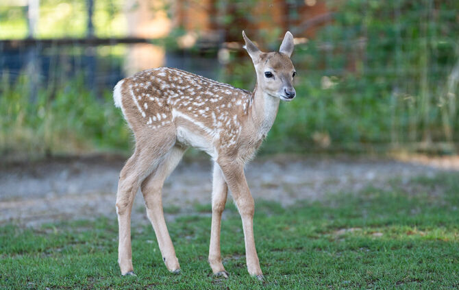Nachwuchs beim Mesopotamischen Damhirsch