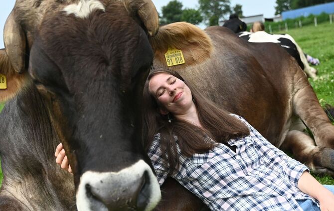 Kuh-Kuscheln beim Hof Lüttje Drööm in Jevenstedt