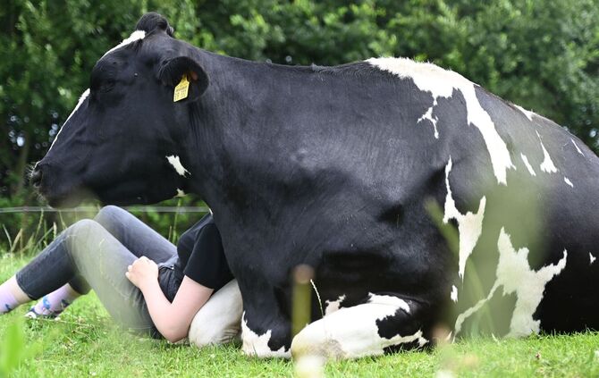 Kuh-Kuscheln beim Hof Lüttje Drööm in Jevenstedt