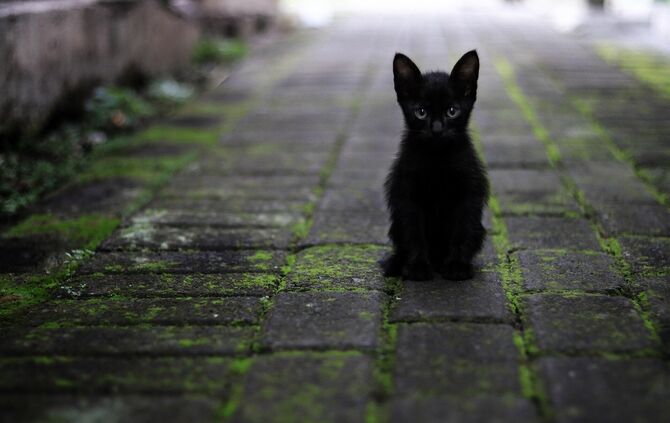 Katze symbol symbolbild symbolfoto