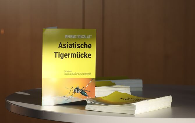 Tigermücke