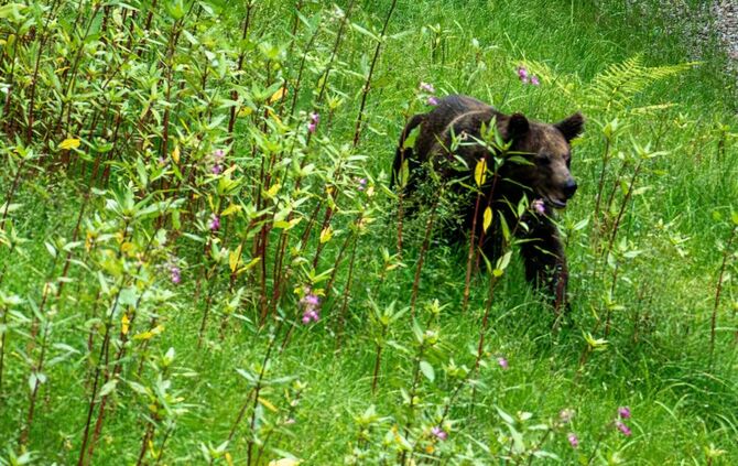 Wildbärin Gaia im Freigehege des Bärenparks Schwarzwald