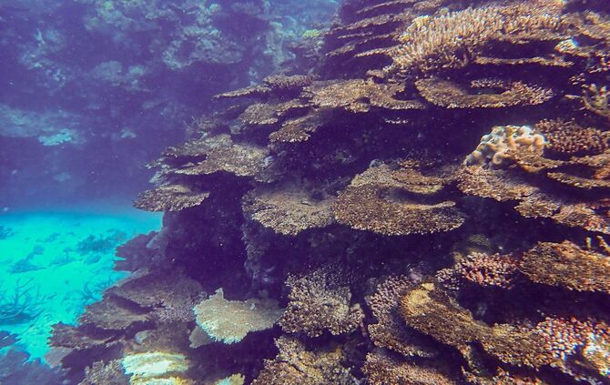 Korallensterben am Great Barrier Reef