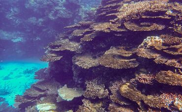 Korallensterben am Great Barrier Reef