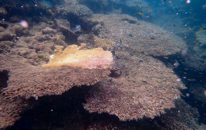 Korallensterben am Great Barrier Reef