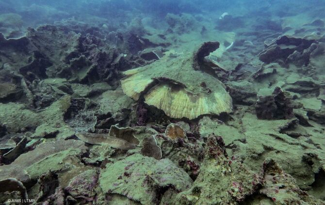 Korallensterben am Great Barrier Reef
