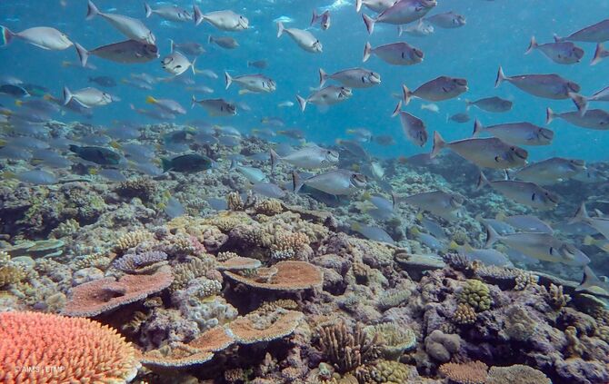 Korallensterben am Great Barrier Reef