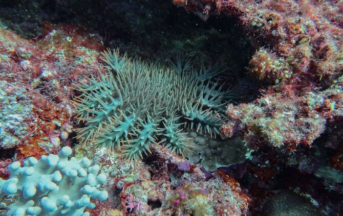 Korallensterben am Great Barrier Reef