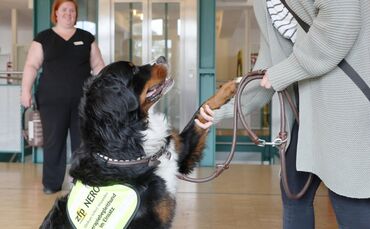 ZfP Therapiehund im Einsatz