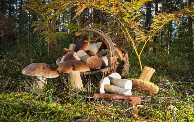 Herbstzeit ist Pilzzeit