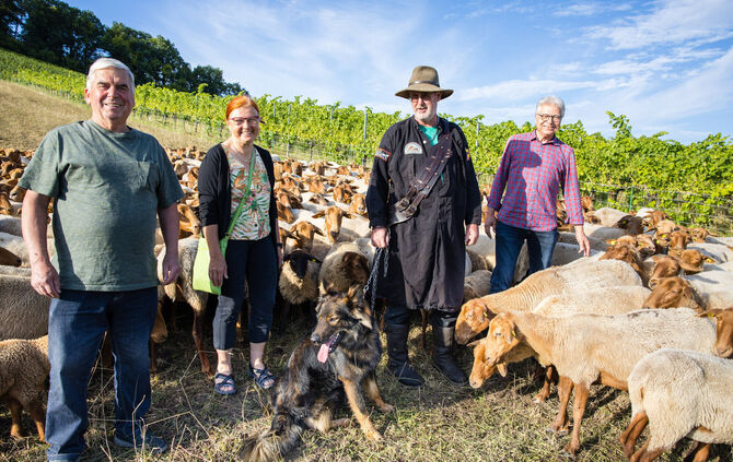 Beweidungskonzept auf brachliegenden Weinbergsflächen
