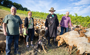 Beweidungskonzept auf brachliegenden Weinbergsflächen