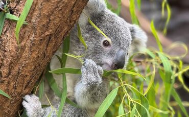 Koala-Jungtier Jimbelung im März 2025 - 1