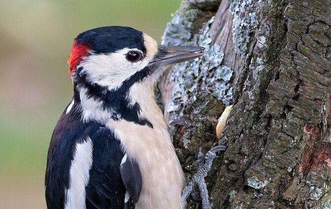 Buntspecht mit Nuss am Baum - 1