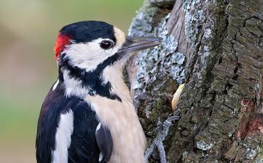 Buntspecht mit Nuss am Baum - 1