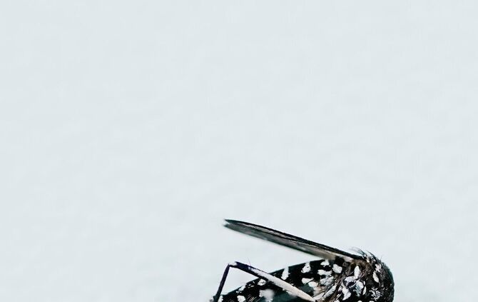 Asiatische Tigermücke