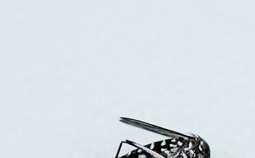 Asiatische Tigermücke