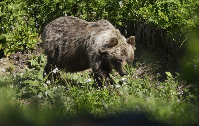 Braunbär in der Slowakei