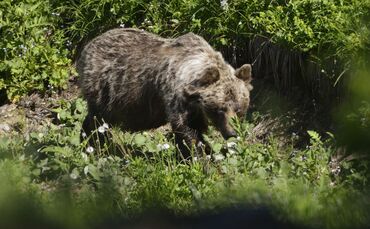 Braunbär in der Slowakei