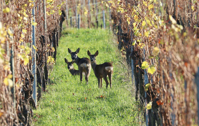 Rehe Weinberg