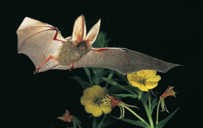 Braunes LangohrFledermaus