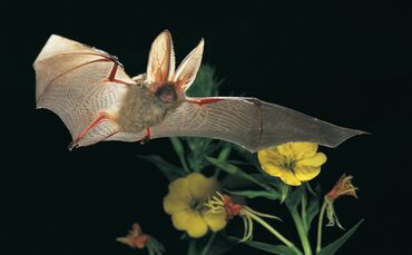 Braunes LangohrFledermaus