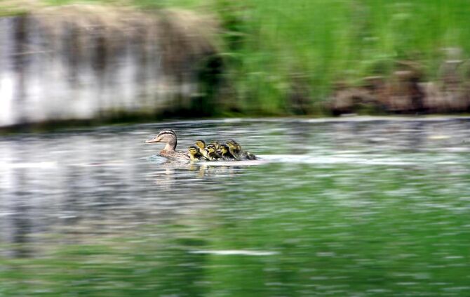 Ente Stockente haben auf dem Dach der AOK gebruetet und werden vom Nabu in den Talauensee umgesiedelt