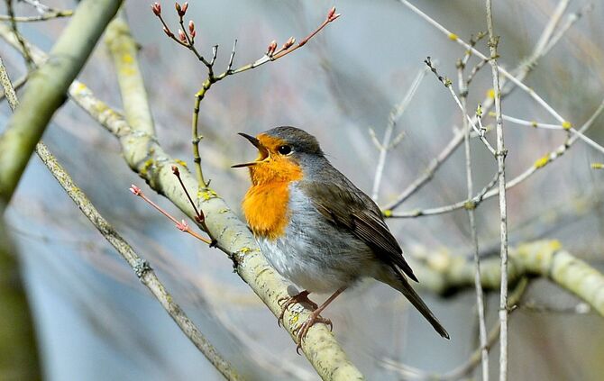Vögel singen wegen künstlicher Beleuchtung länger