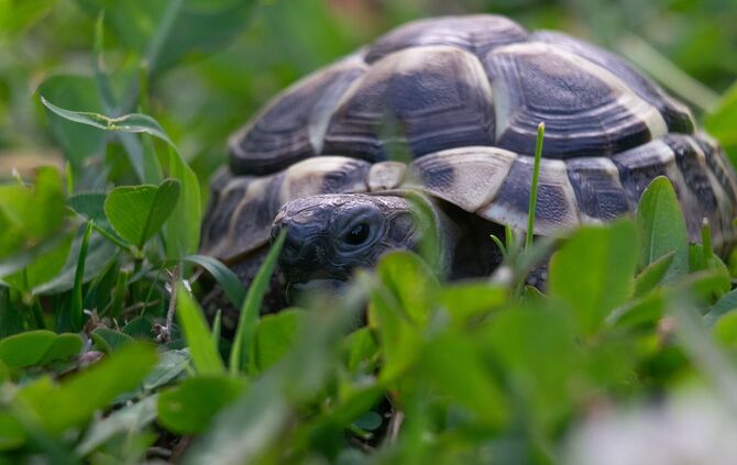 Schildkröte Tier Panzertier Symbol Symbolbild