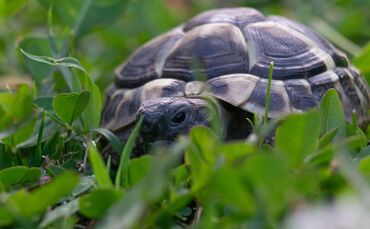 Schildkröte Tier Panzertier Symbol Symbolbild