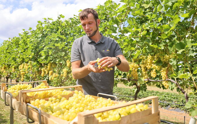 Obstbauer