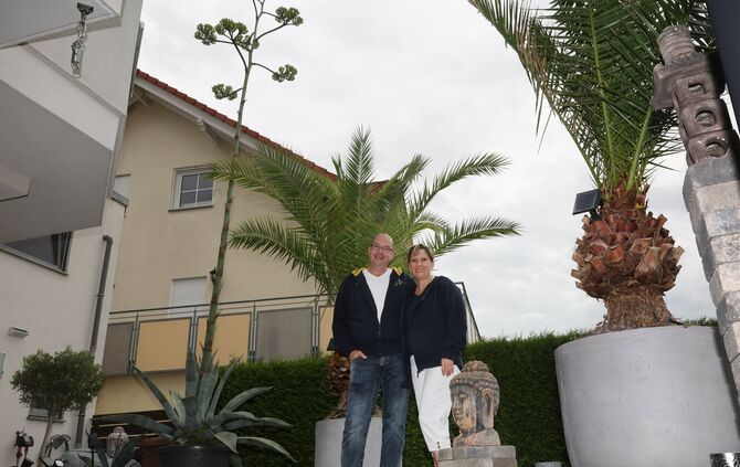 6 Meter Agave  - 1