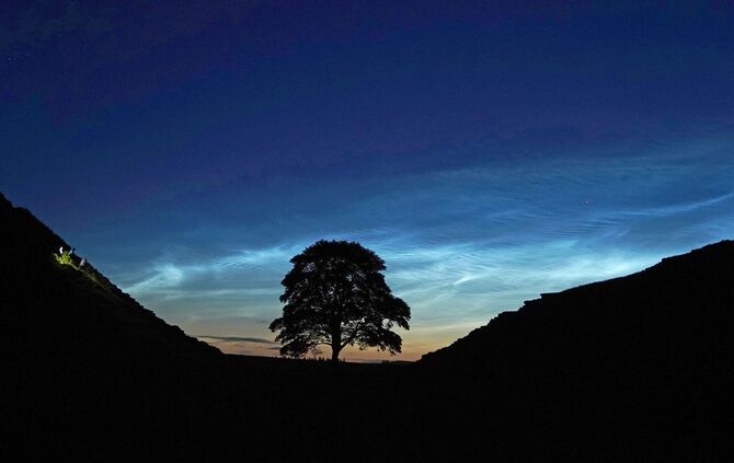 Sycamore Gap Tree