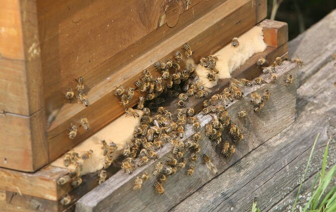 Bienen