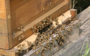 Bienen