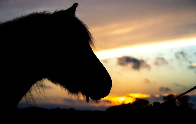 Ein Pferd