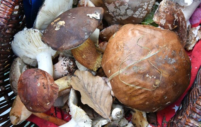 Gesammelte Pilze