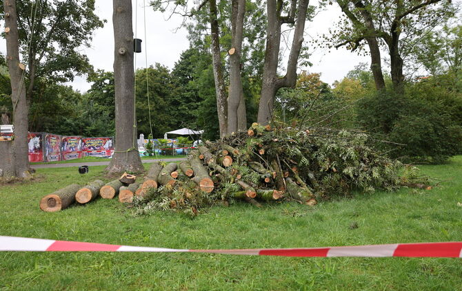 Eschen