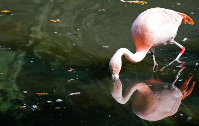 Roter Flamingo im Wasser