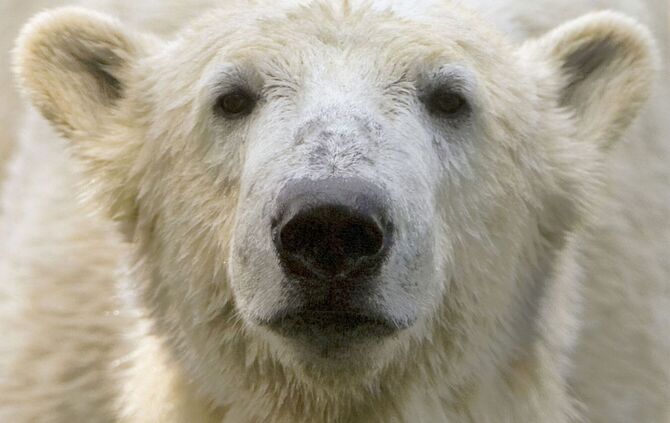 Eisbär Knut
