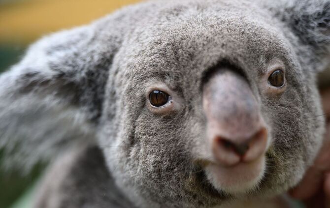Großes Koala-Nationalparkprojekt in Australien