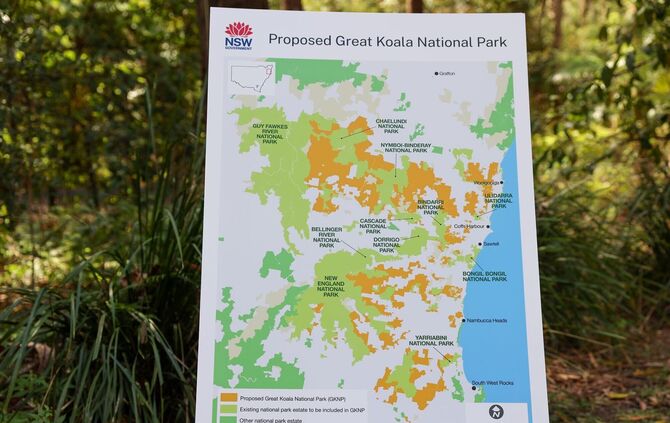 Großes Koala-Nationalparkprojekt in Australien