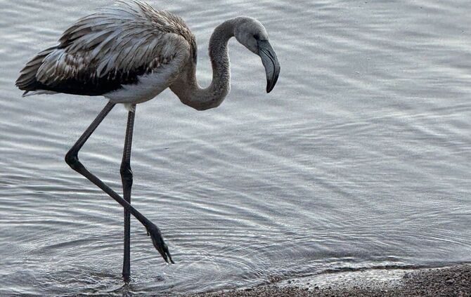 Flamingo im Titisee