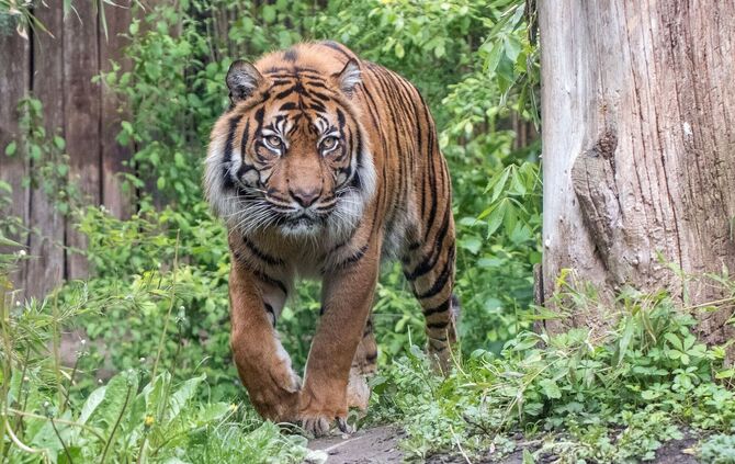 Sumatratiger Tebo eingeschläfert