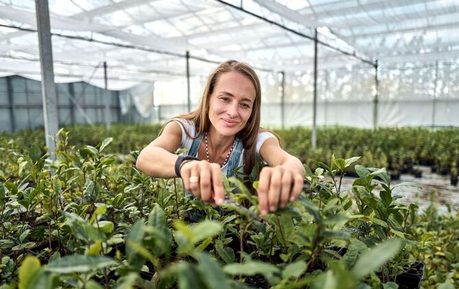 Globaler Matcha-Boom sorgt für Engpässe