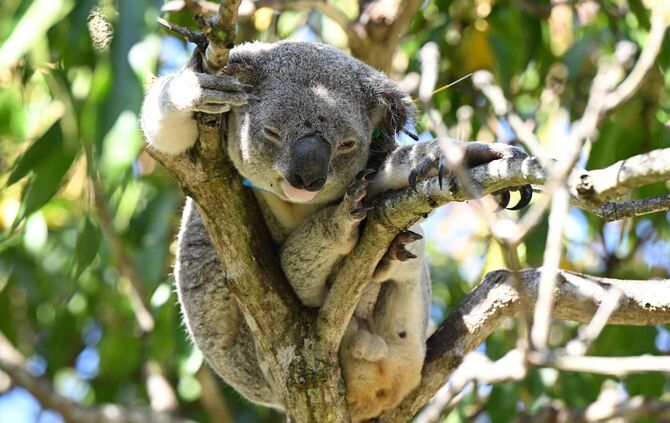 Impfstoff für Koalas