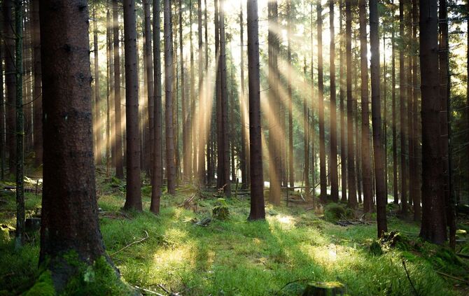 Wald