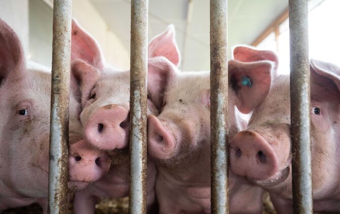 Schweinestall
